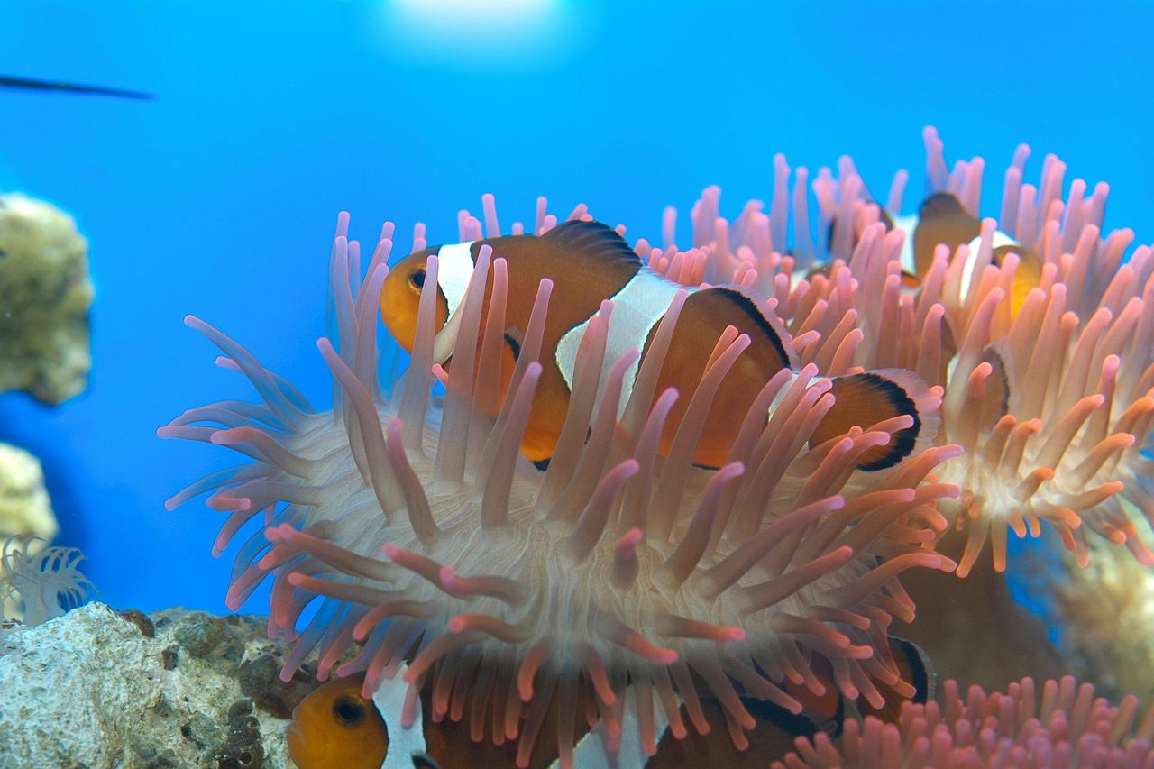 Acquario di Genova e Città dei bambini e dei ragazzi: Biglietto d'ingresso — 6