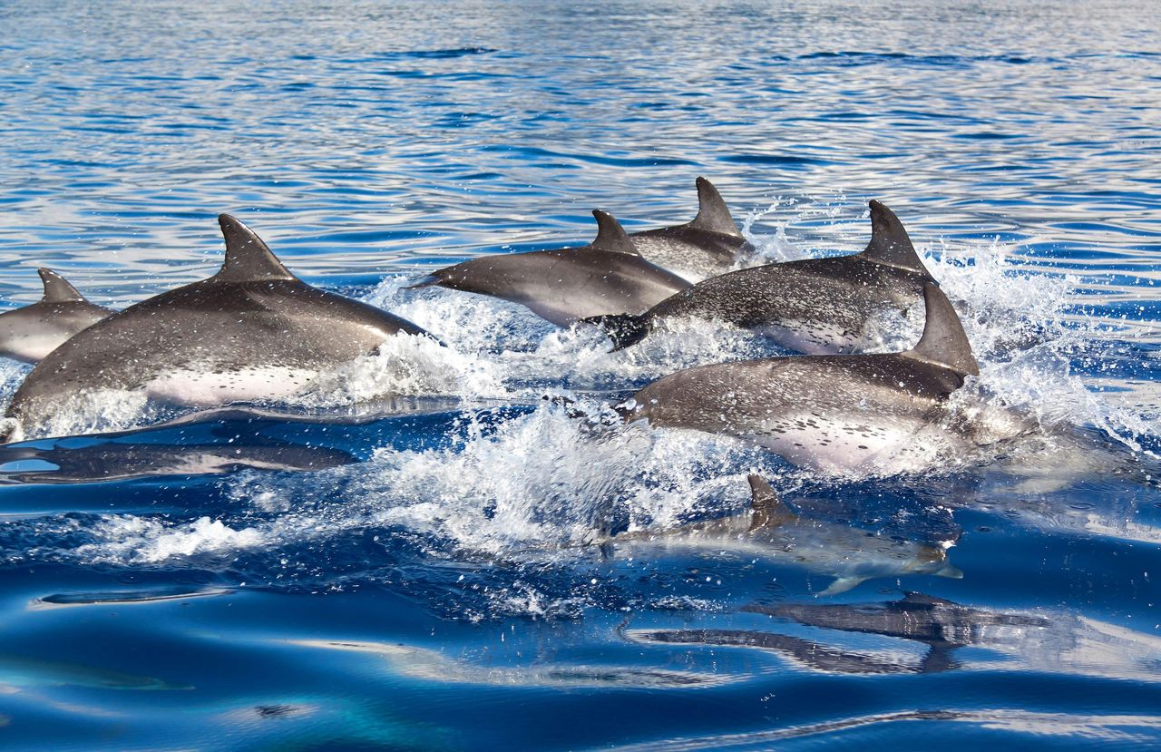 Maiorca: Tour in barca con osservazione dei delfini da Paguera — 5