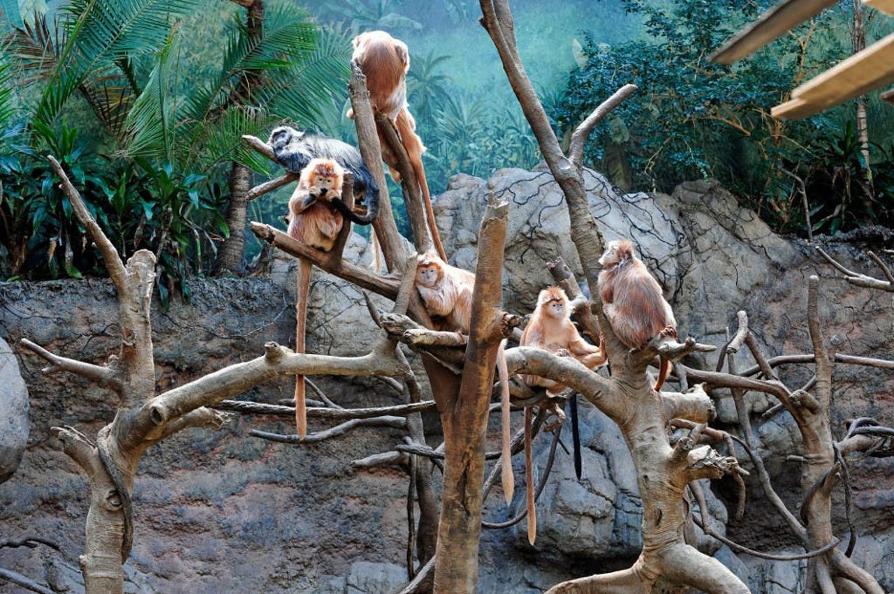Zoo del Bronx: Biglietto d'ingresso — 3