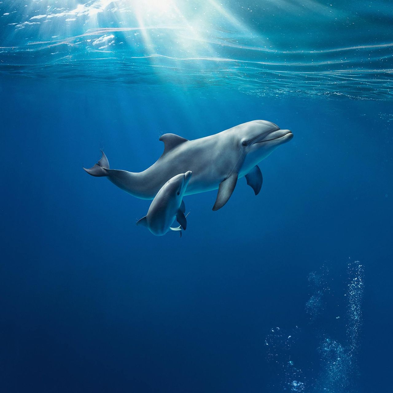 Acquario di Genova: Ingresso riservato