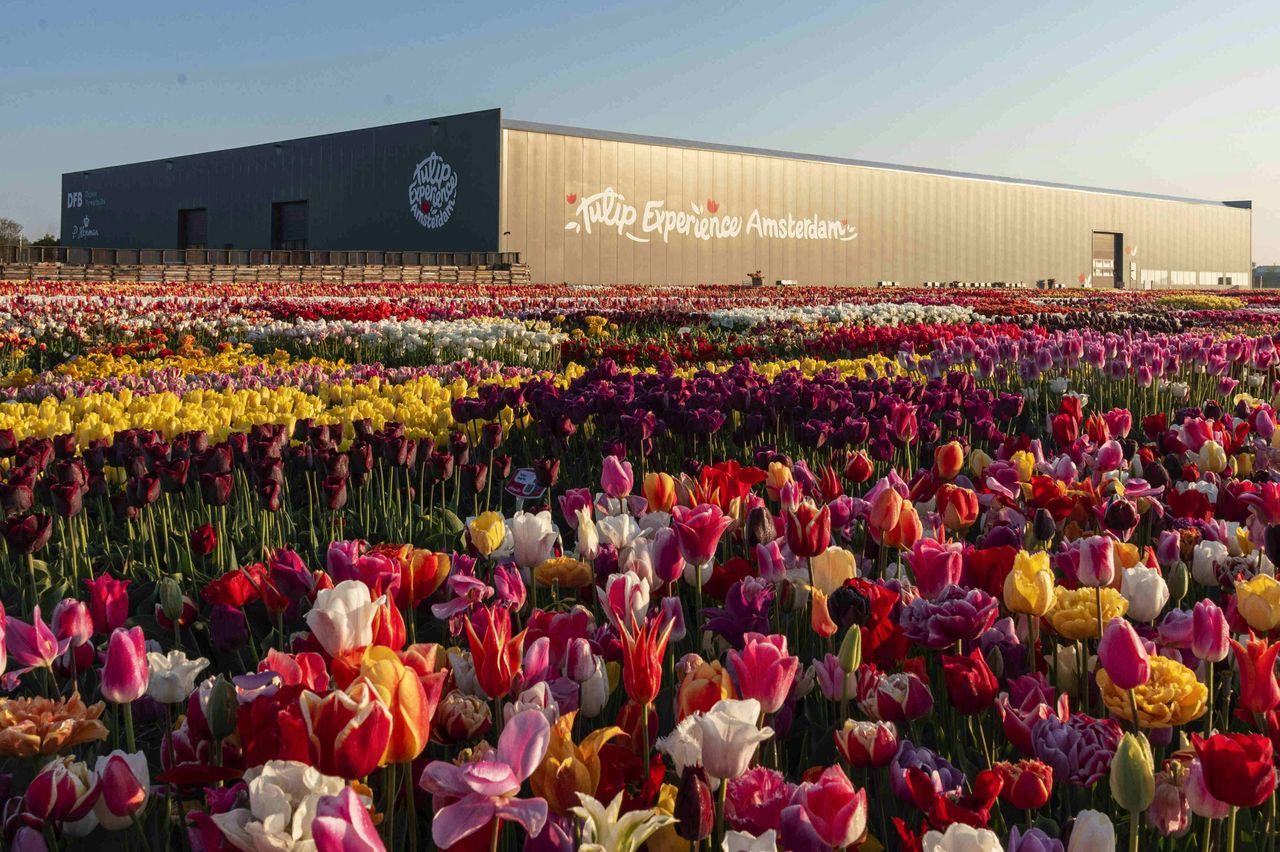 Esperienza Keukenhof & Tulipani: Biglietto d'ingresso + trasferimento + caffè o tè — 2