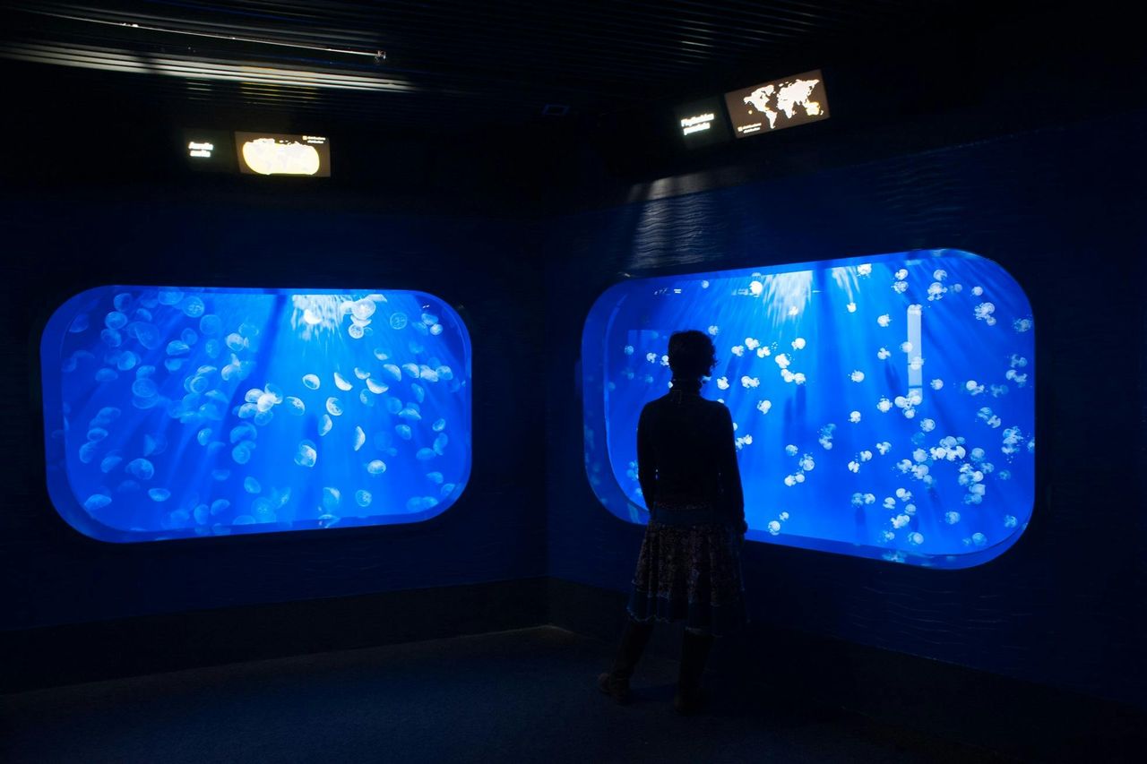 Pass Mare: Biglietto d'ingresso all'Acquario di Genova e al Museo Galata + Tour in barca del porto — 4