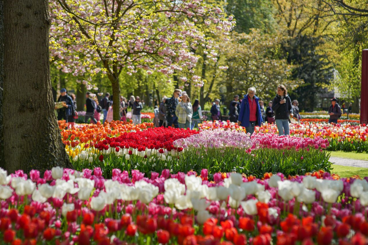 Keukenhof: Trasferimento in autobus di andata e ritorno — 4