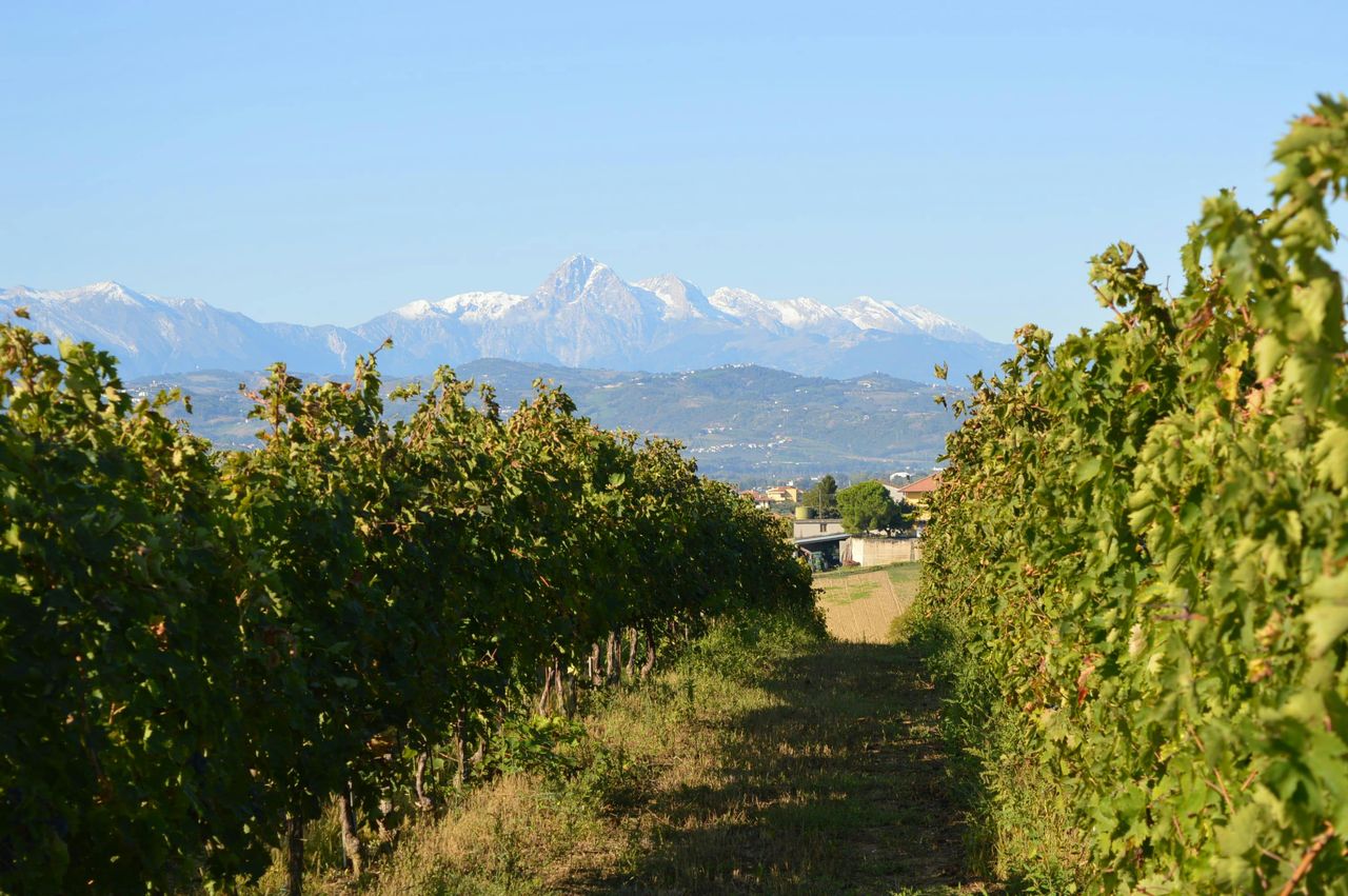 Tour delle cantine storiche d'Abruzzo e degustazione