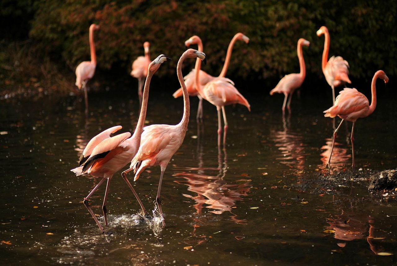 Zoo del Bronx: Biglietto d'ingresso — 9