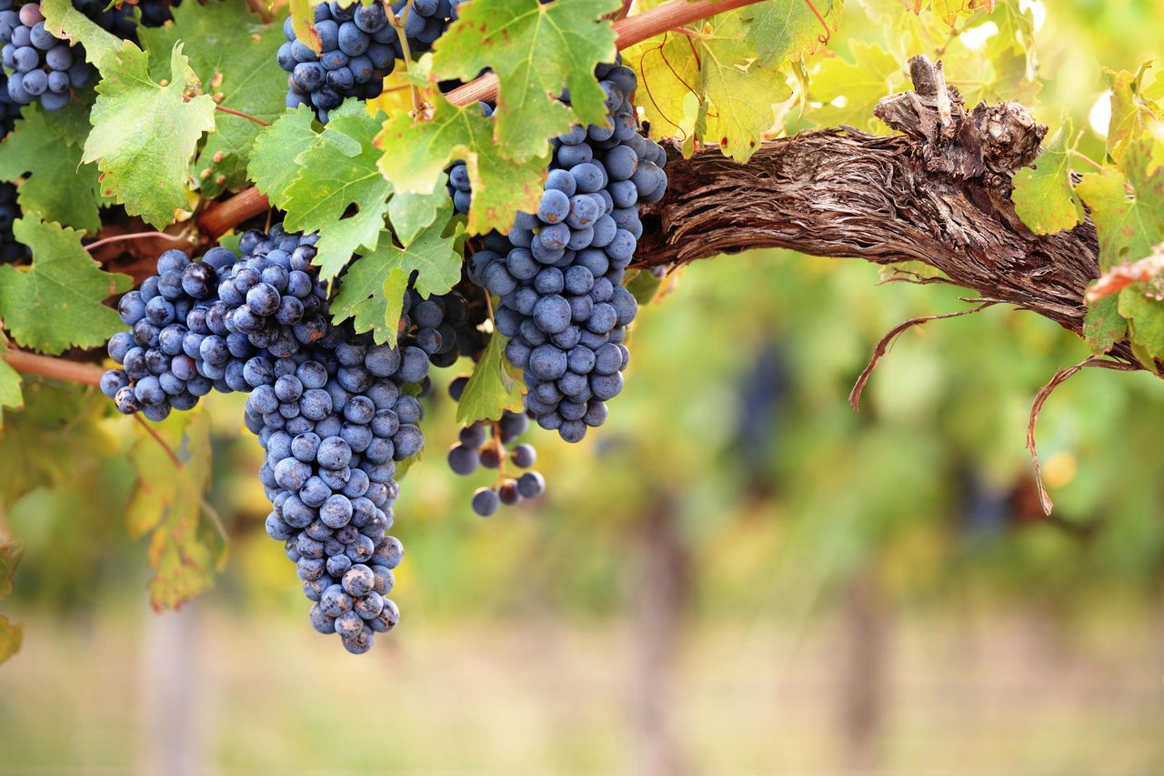 Médoc: Tour dei Vini di un'Intera Giornata da Bordeaux — 3