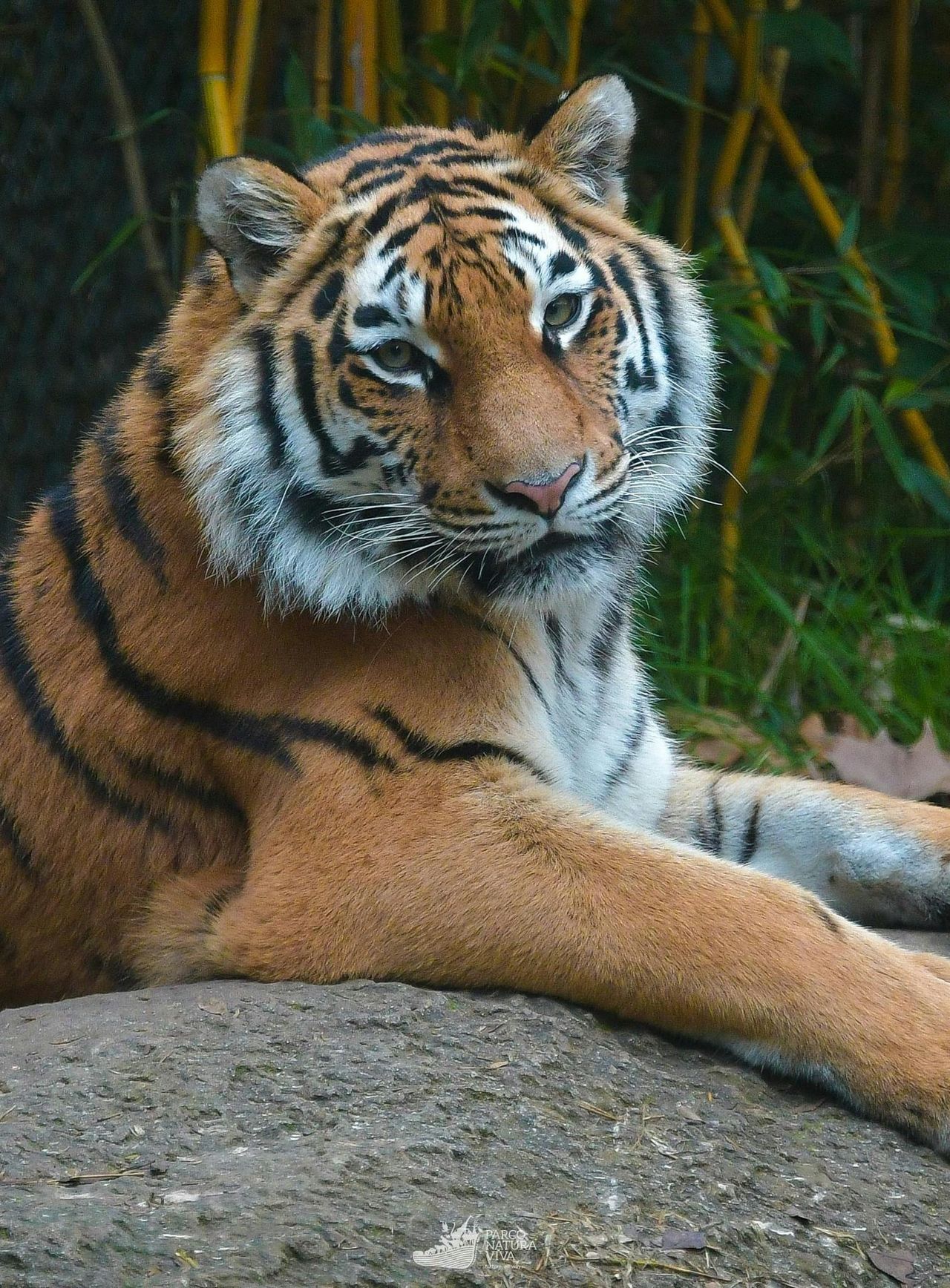 Parco Natura Viva: Biglietto a data aperta — 5