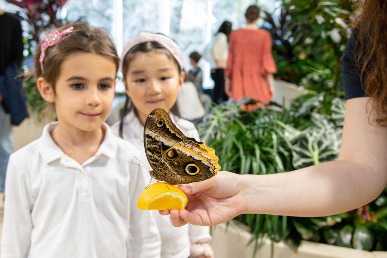 American Museum of Natural History (AMNH): Biglietto d'ingresso — 3
