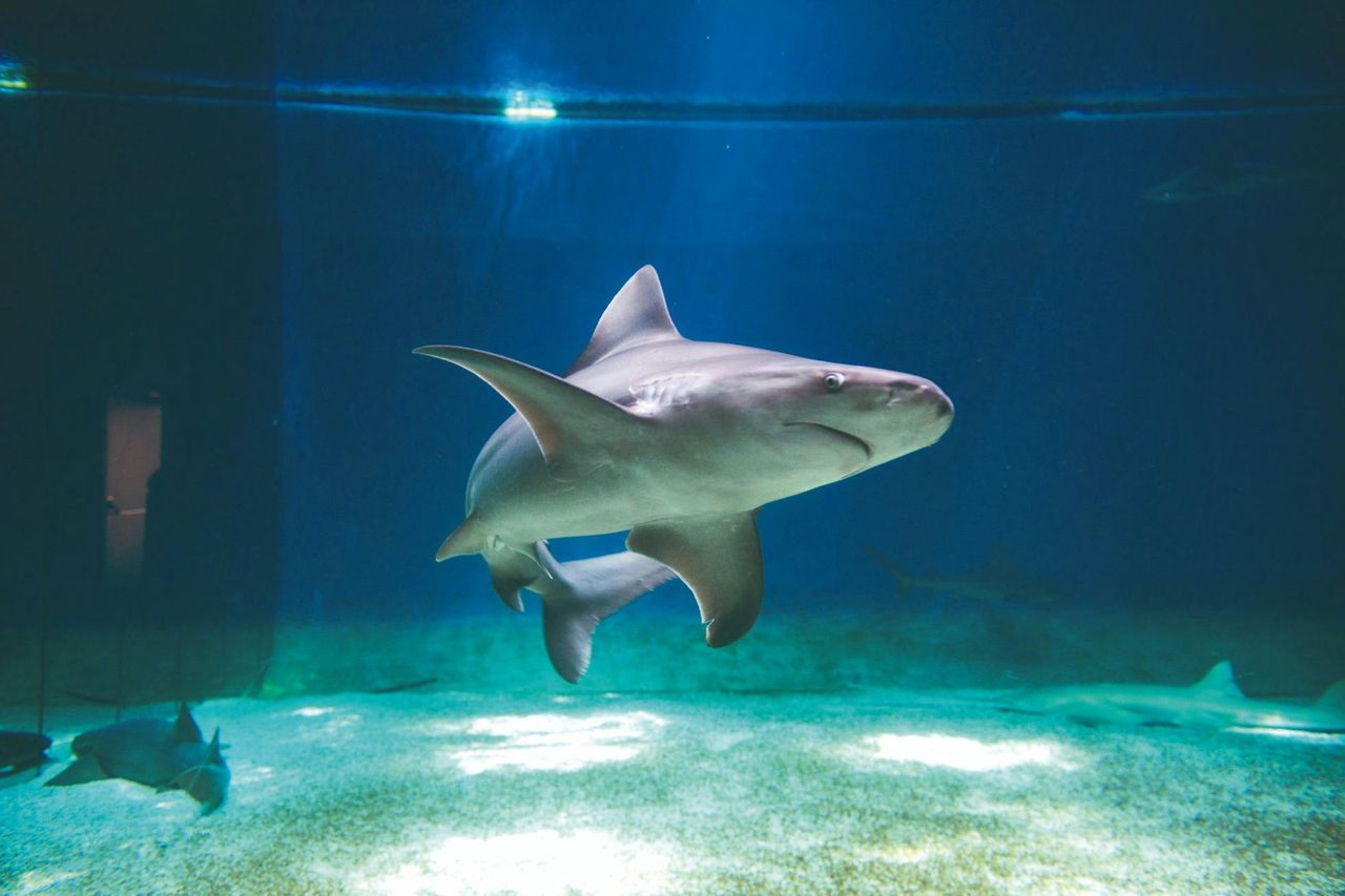 Acquario di Genova: Biglietto d'ingresso + Degustazione di focaccia — 2
