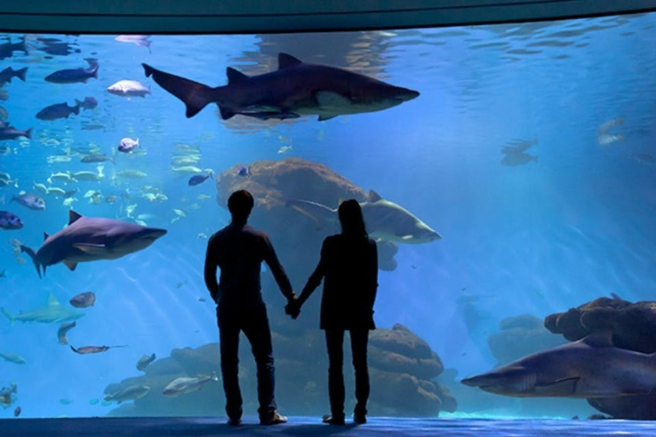 Acquario di Palma: Biglietto d'ingresso + trasferimento dalla zona di Calvià — 3