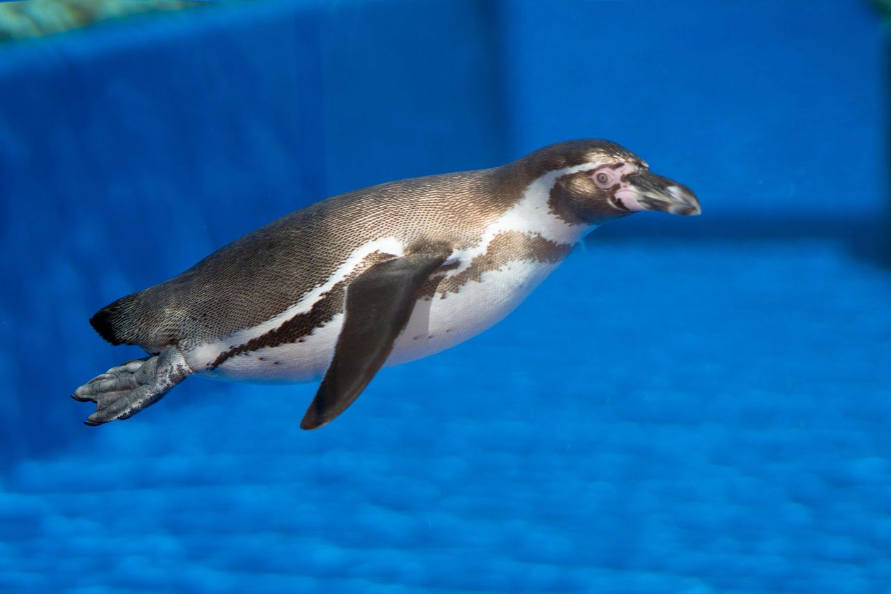 Marineland Mallorca: Biglietto salta-coda — 6