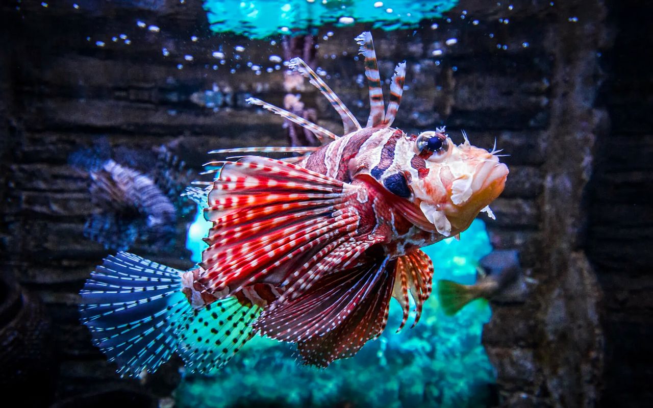 acquario kuala lumpur — 7