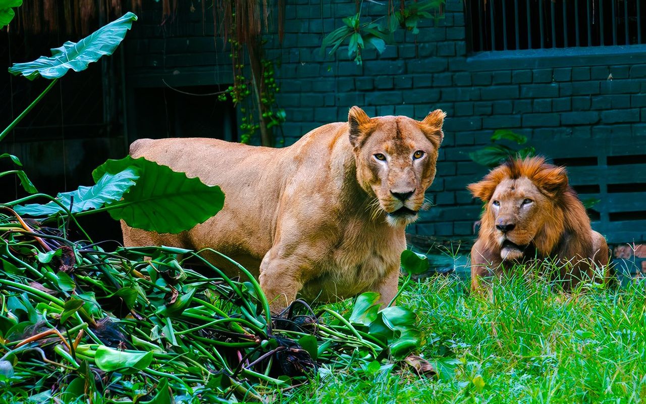 Biglietti per lo Zoo Negara e il Centro di Conservazione dei Panda — 3