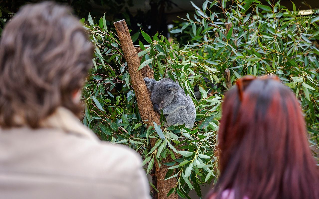 Biglietti per il Santuario dei Koala di Lone Pine con crociera sul fiume Brisbane — 6