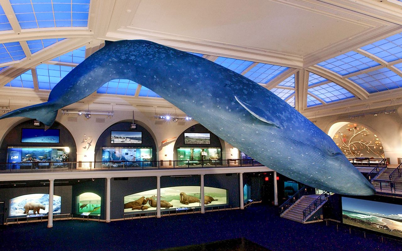 Biglietti per il Museo americano di storia naturale — 5