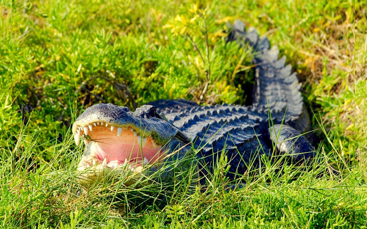 Orlando: Tour in motoscafo della Florida selvaggia con biglietti per il parco degli alligatori — 3