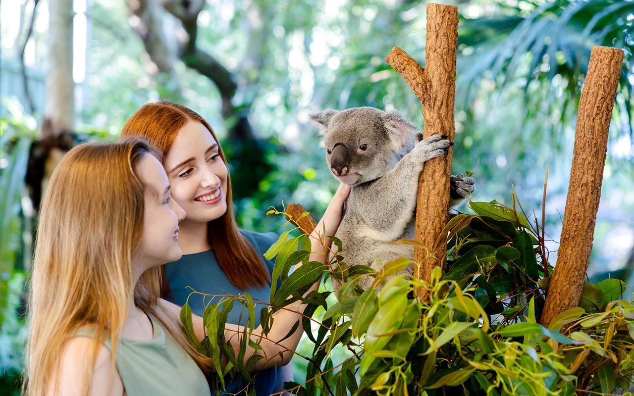 Biglietti per il Santuario dei Koala di Lone Pine con crociera sul fiume Brisbane — 7