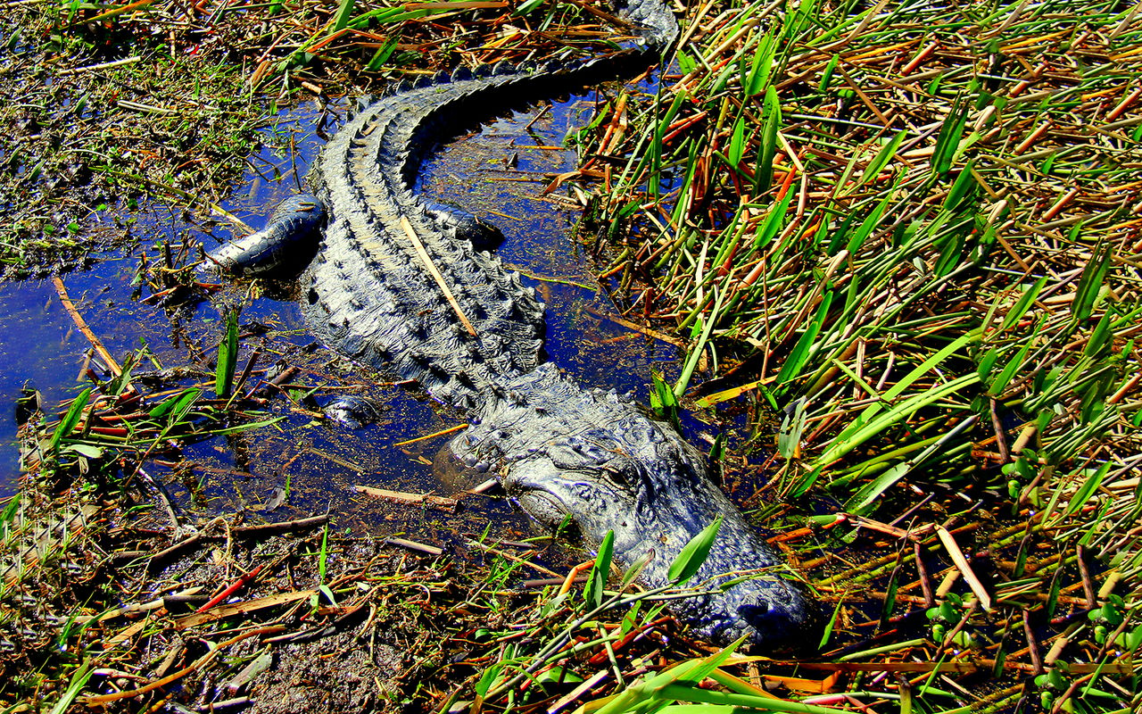 Orlando: Wild Florida - Tour in motoscafo di un'ora con parco degli alligatori Biglietti — 3