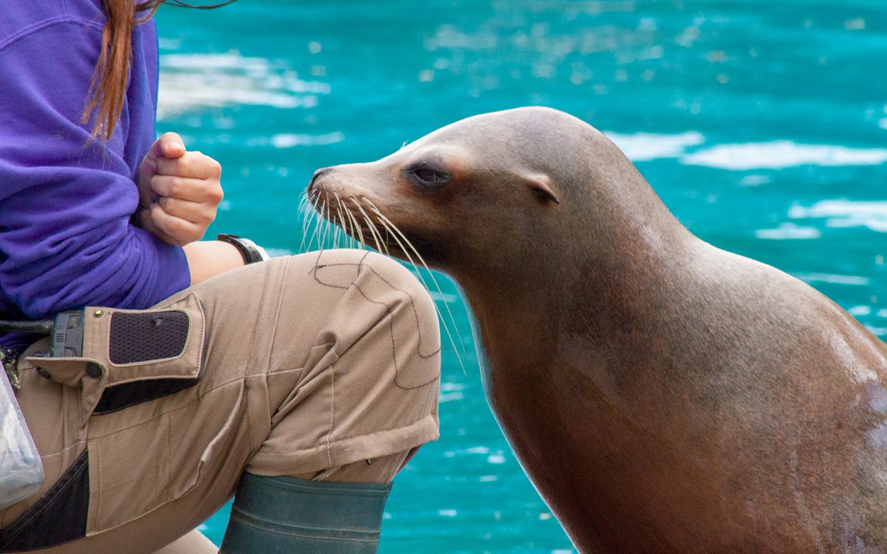 LEGOLAND® California + Parco acquatico + Acquario SEA LIFE: biglietti per 2 giorni — 8