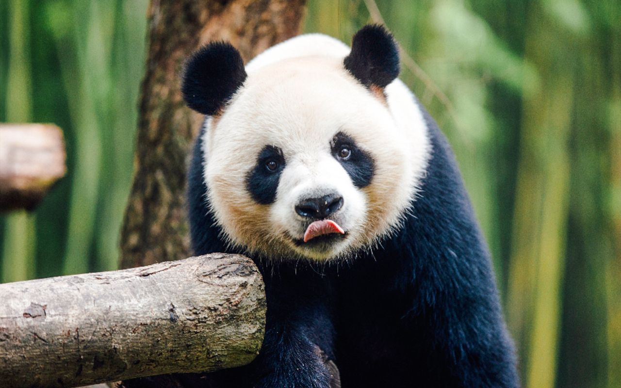 Biglietti per Ocean Park Hong Kong — 4