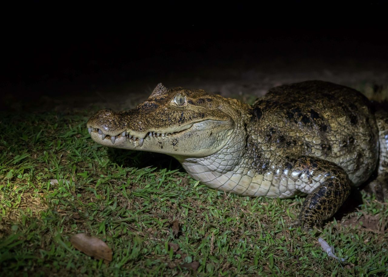 Orlando: Tour notturno in motoscafo di Boggy Creek della durata di 1 ora — 2