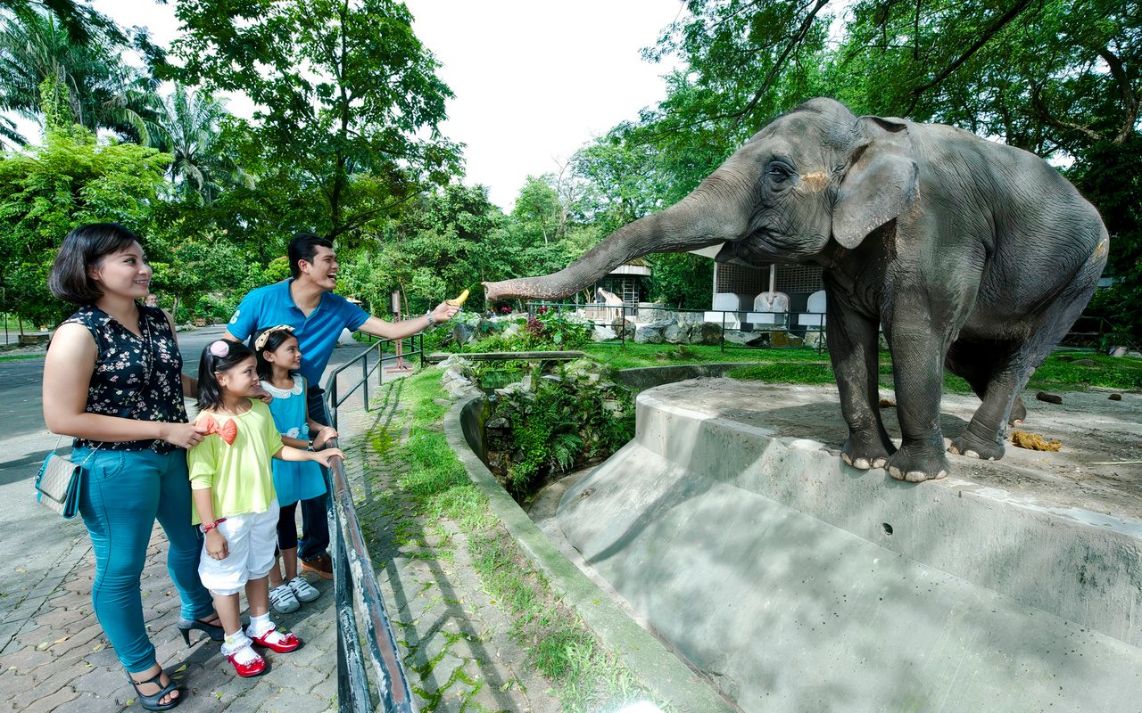 Biglietti per lo Zoo Negara e il Centro di Conservazione dei Panda — 2
