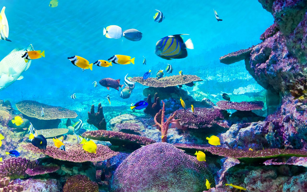 Biglietti per il SEA LIFE COEX, Acquario di Seoul — 4