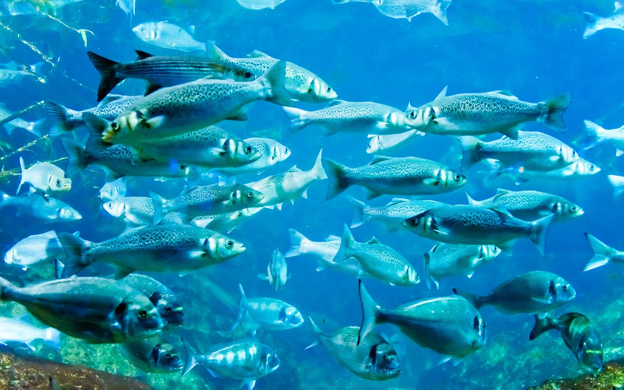 Biglietti per il SEA LIFE COEX, Acquario di Seoul — 3