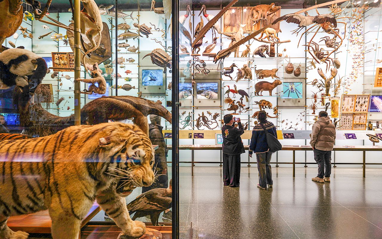 Biglietti per il Museo americano di storia naturale — 6