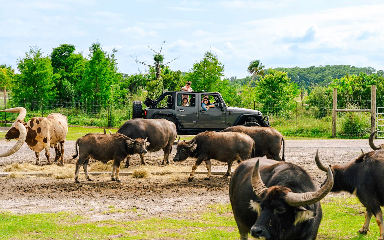 Orlando: Parco Safari Drive-Thru Wild Florida