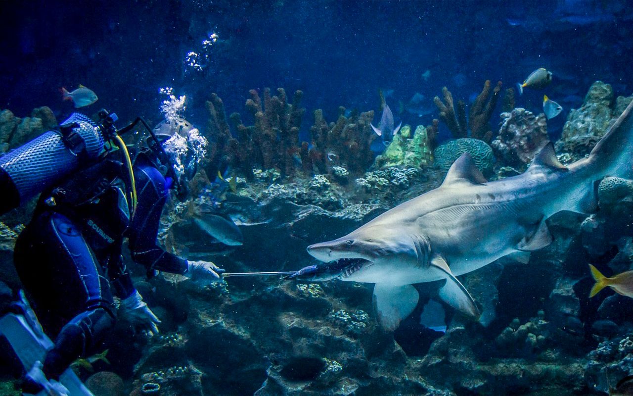 acquario kuala lumpur — 8