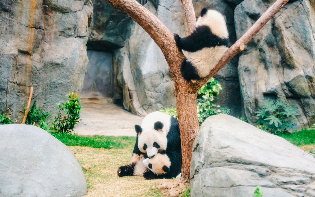 Biglietti per Ocean Park Hong Kong — 6