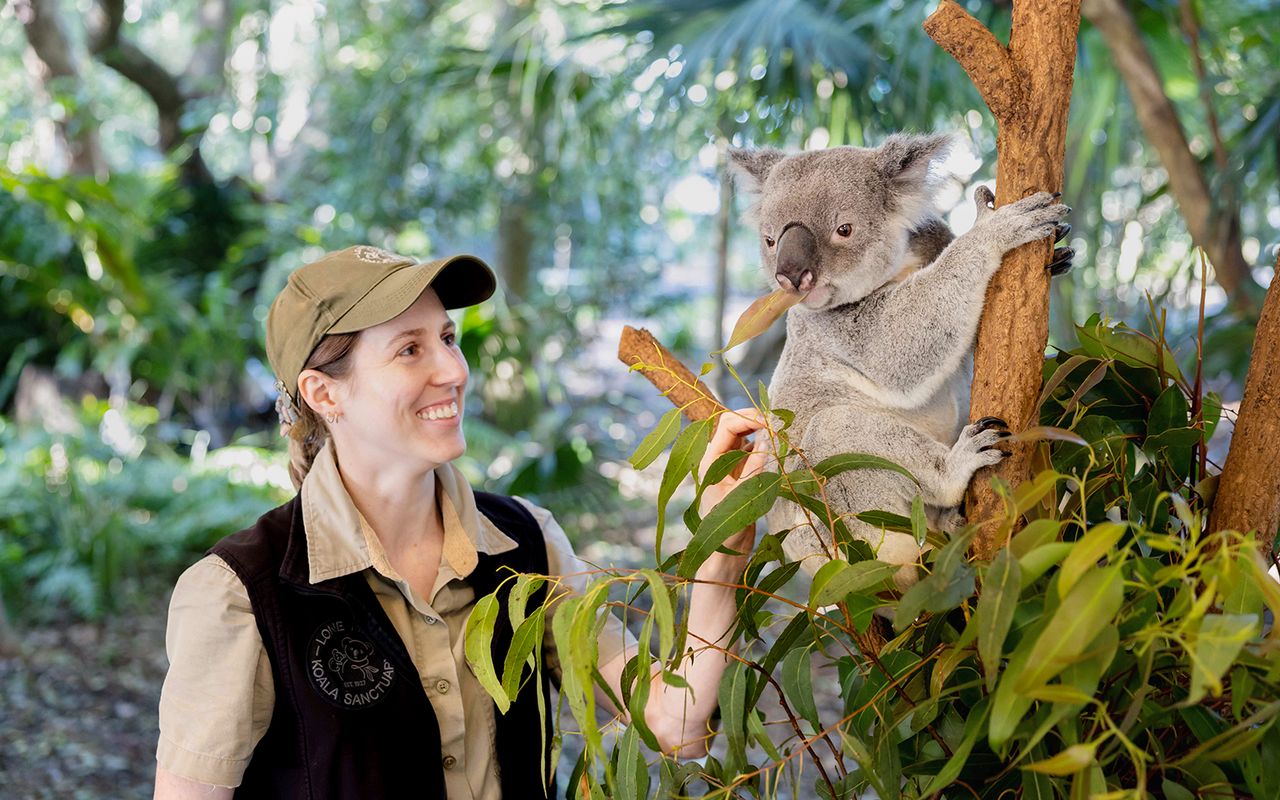 Biglietti per il Santuario dei Koala di Lone Pine con crociera sul fiume Brisbane — 5