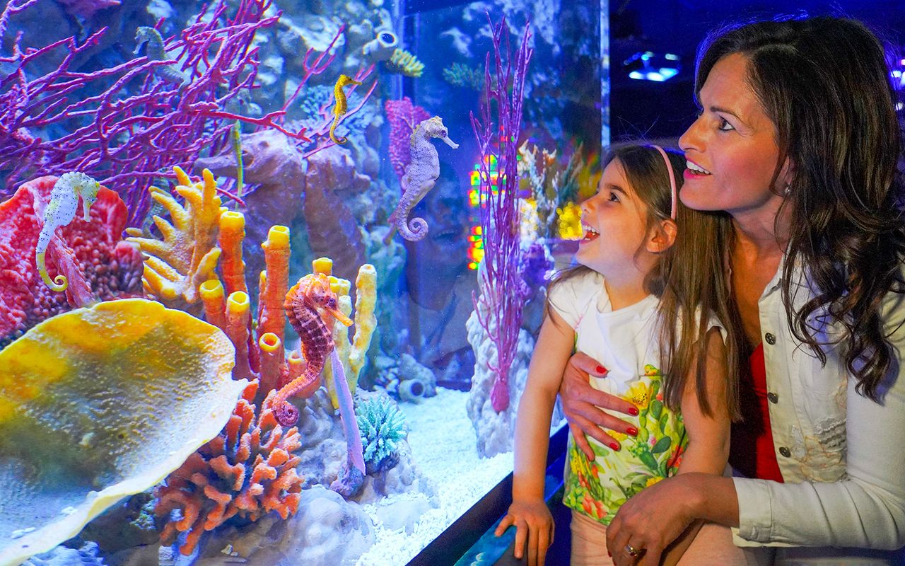 Biglietti d'ingresso al Gardaland SEA LIFE Aquarium — 2