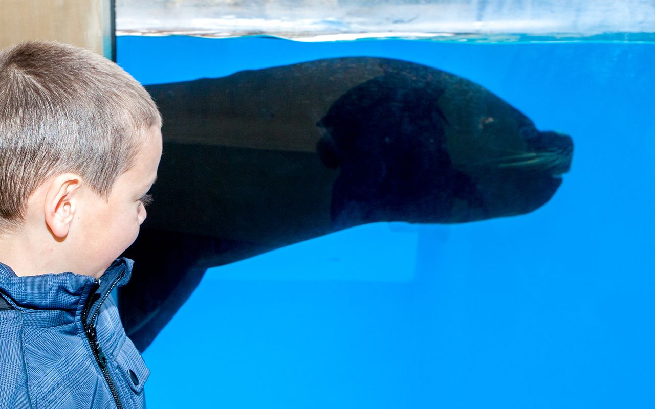Biglietti d'ingresso al Gardaland SEA LIFE Aquarium — 6
