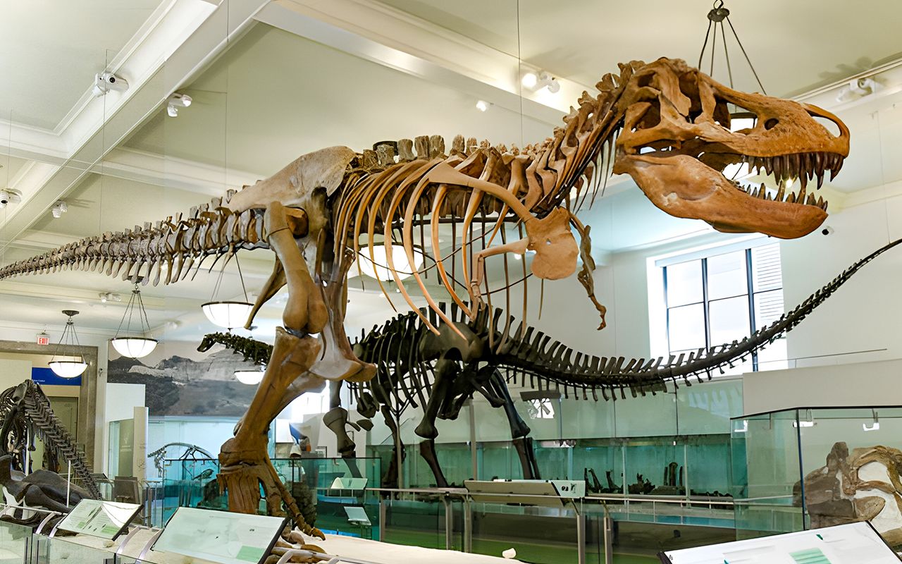 Biglietti per il Museo americano di storia naturale + Accesso a 1/2/3 delle migliori attrazioni di New York — 2