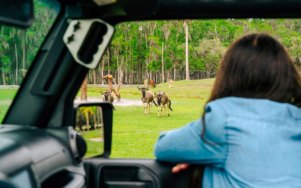 Orlando: Parco Safari Drive-Thru Wild Florida — 8