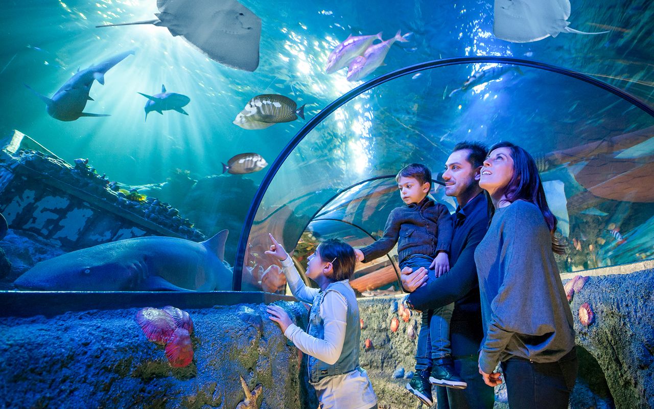 Biglietti d'ingresso al Gardaland SEA LIFE Aquarium