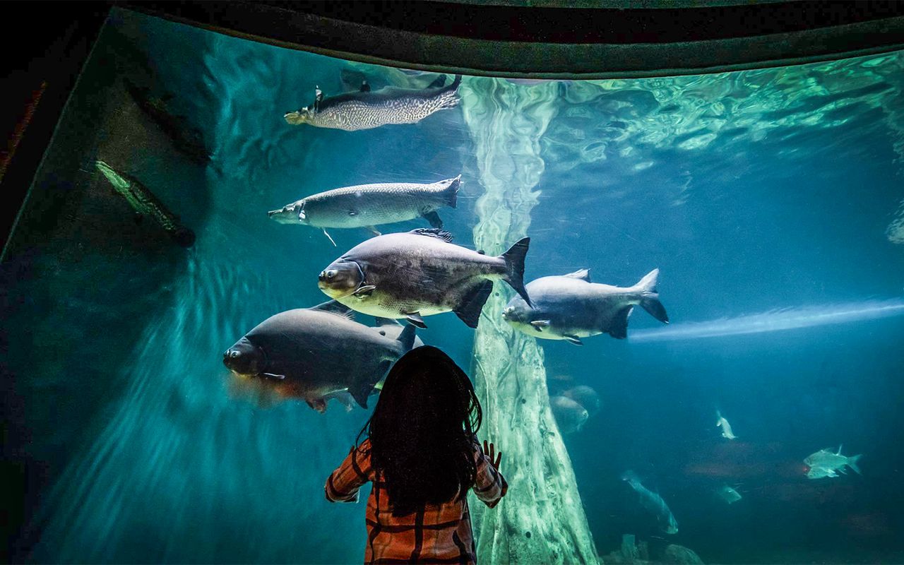 acquario kuala lumpur — 3