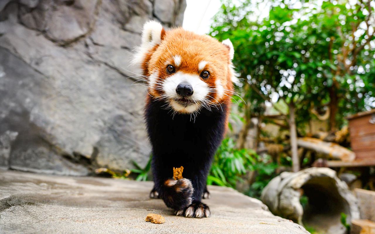 Biglietti per Ocean Park Hong Kong — 8