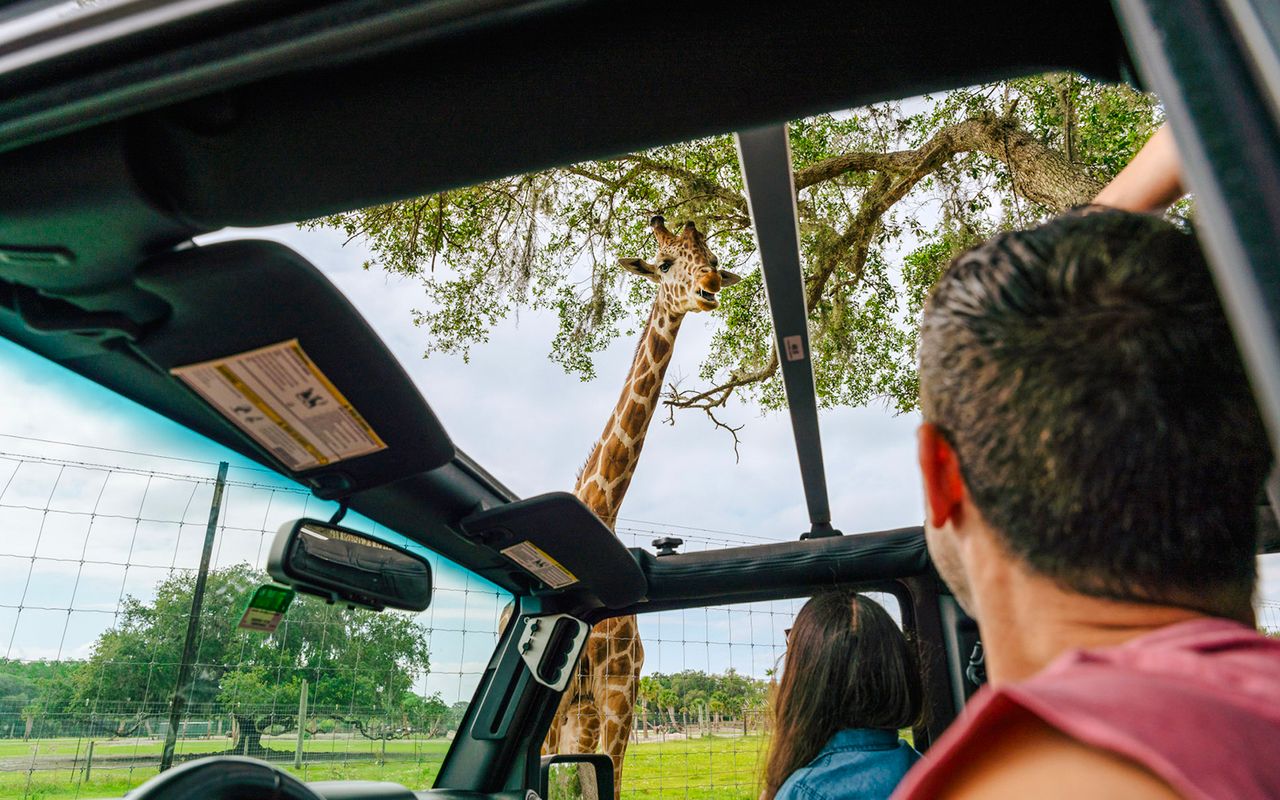 Orlando: Parco Safari Drive-Thru Wild Florida — 2