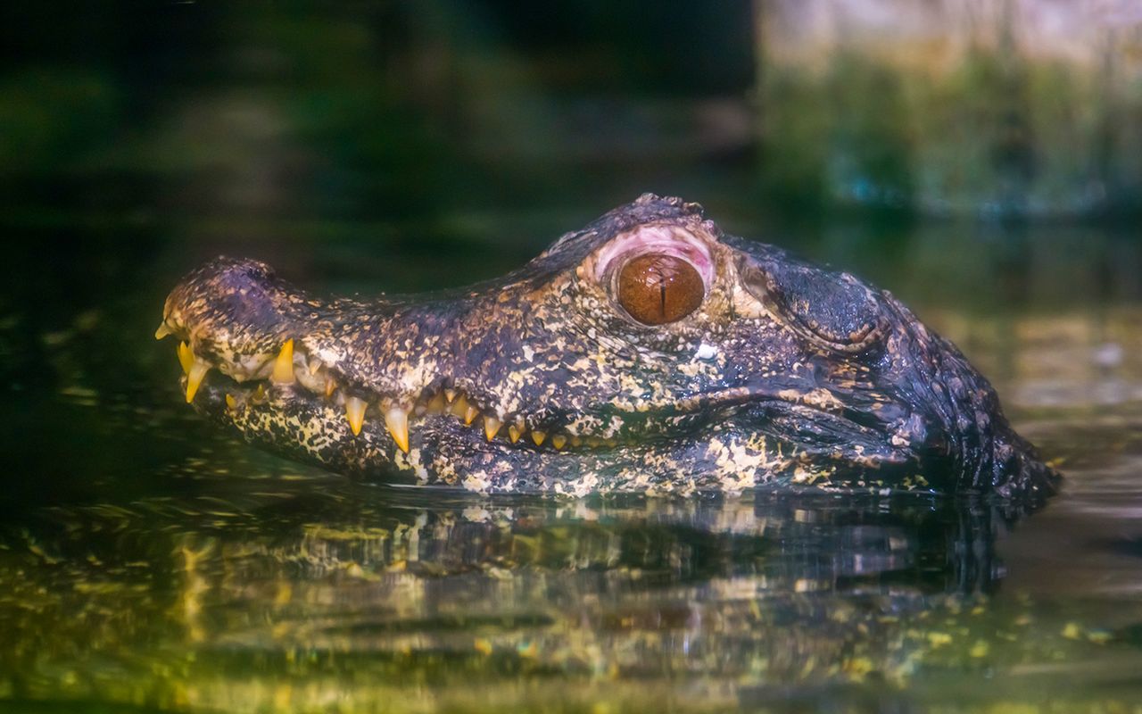Orlando: Tour notturno in motoscafo di Boggy Creek della durata di 1 ora — 5