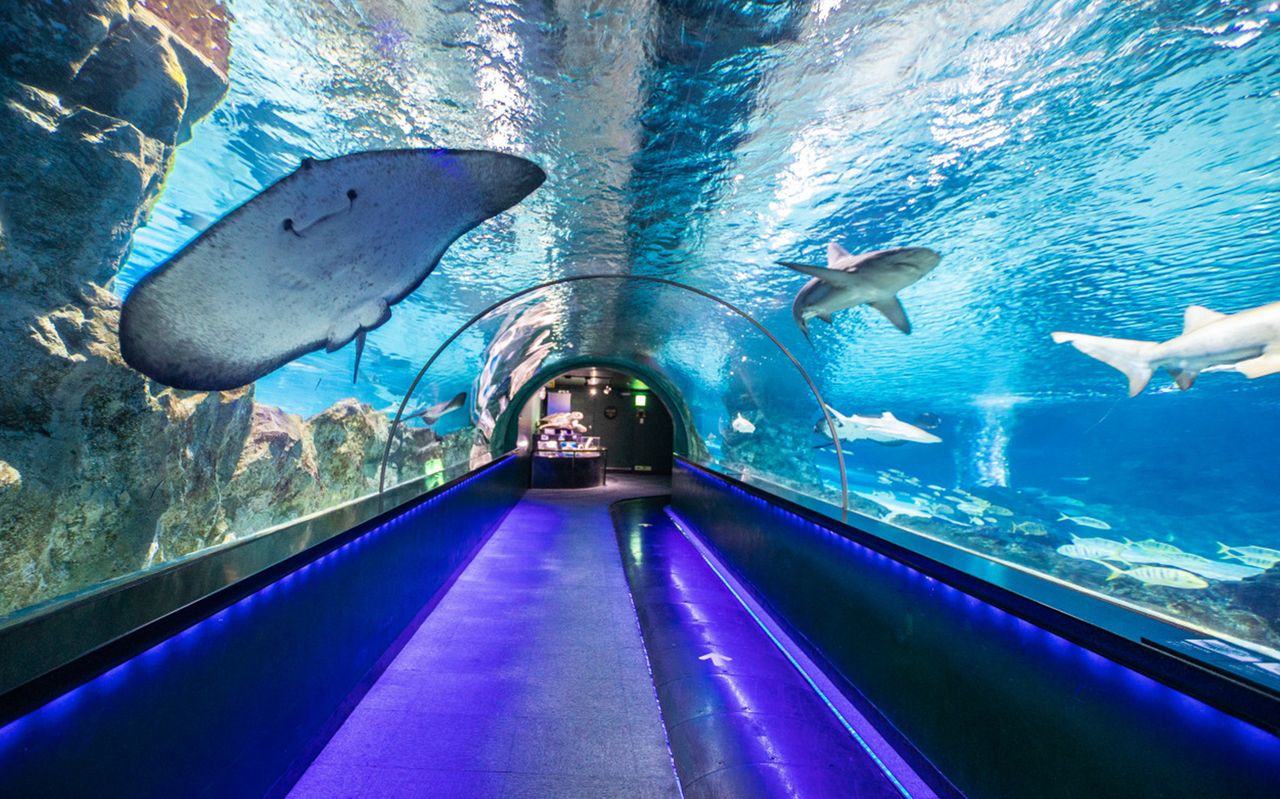 Biglietti per il SEA LIFE COEX, Acquario di Seoul — 2