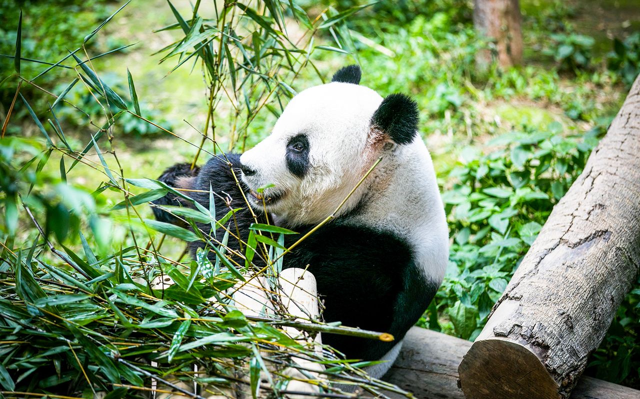 Biglietti per lo Zoo Negara e il Centro di Conservazione dei Panda — 4