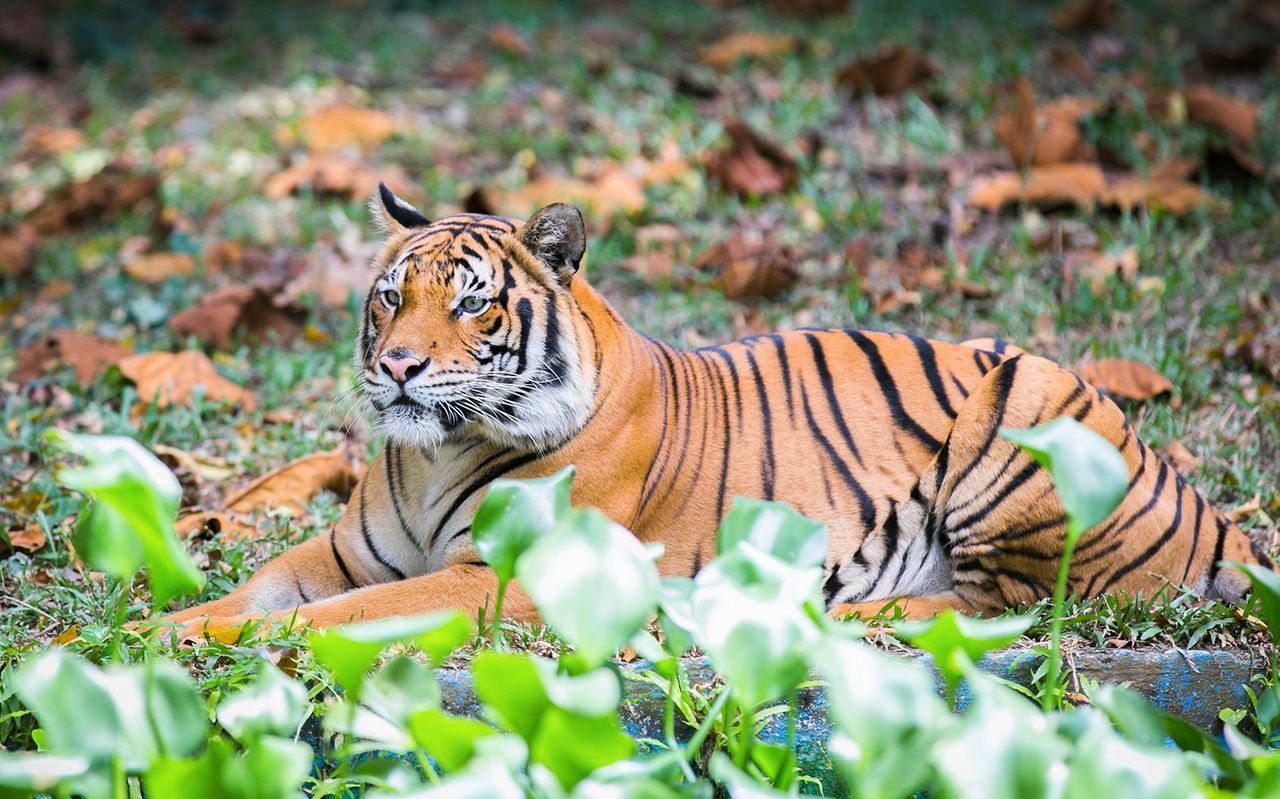 Biglietti per lo Zoo Negara e il Centro di Conservazione dei Panda — 5