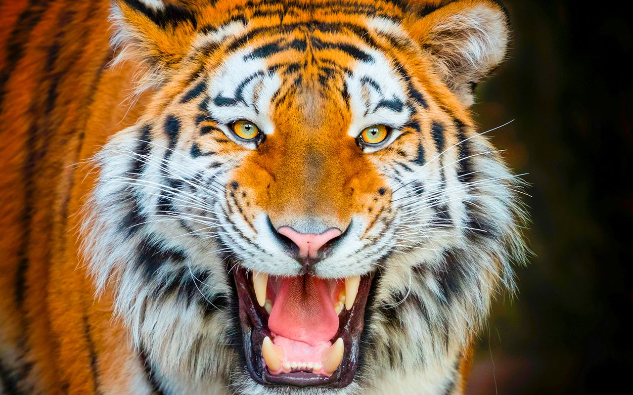Biglietto per Terra Natura Benidorm: accesso rapido — 6