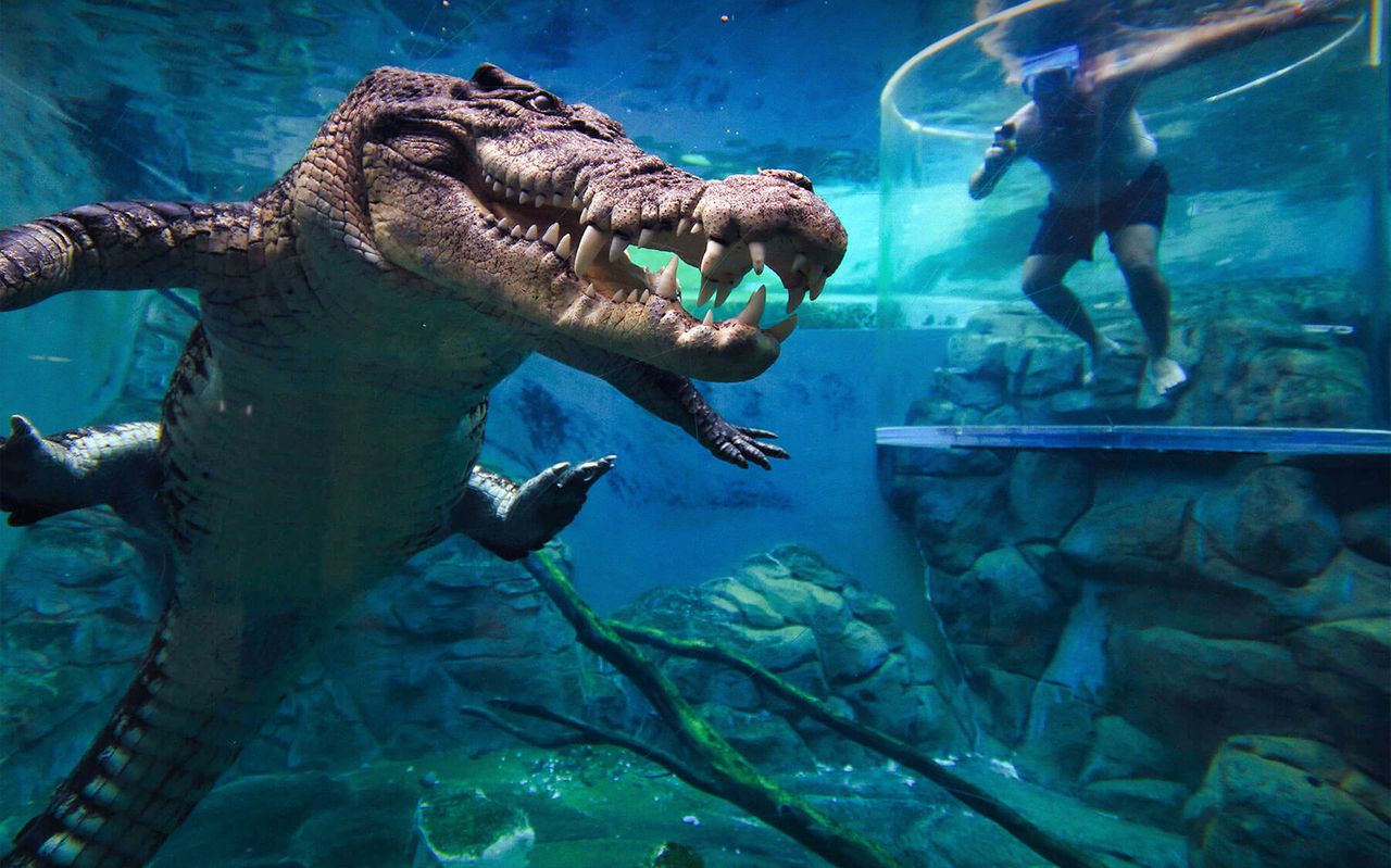 Crocosaurus Cove: biglietti per la gabbia della morte — 6