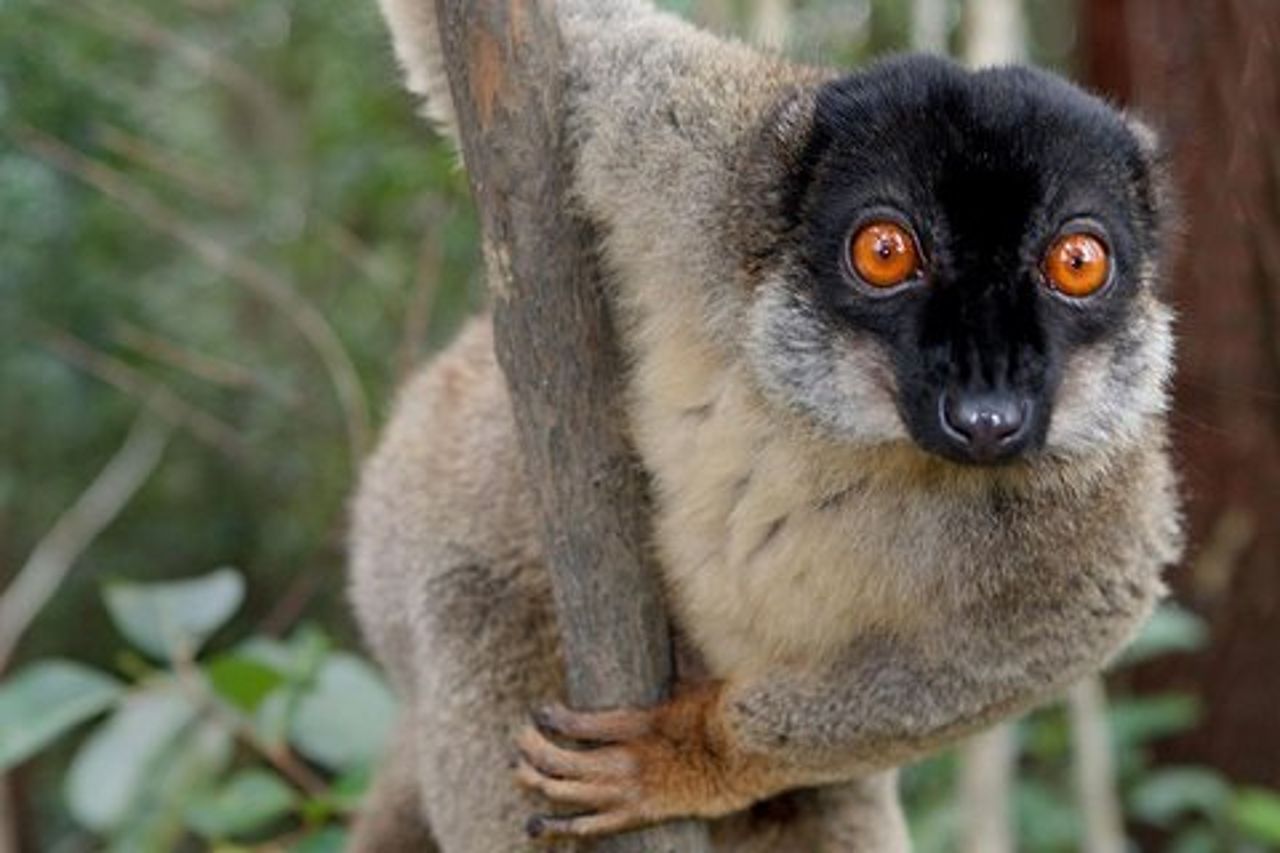 Tour dei Lemuri di un giorno Nella Foresta Pluviale Andasibe e alla Vakona Lodge Reserve