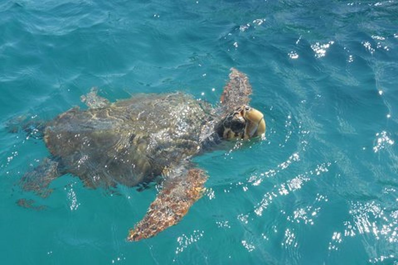 Turtle Sporting Cruise a Zante