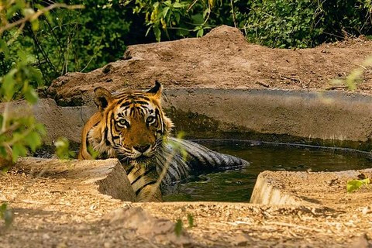 Sariska Tiger Prenota Assistenza per Biglietti Safari Privati Zingari